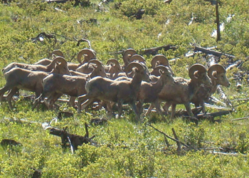 elk guide training